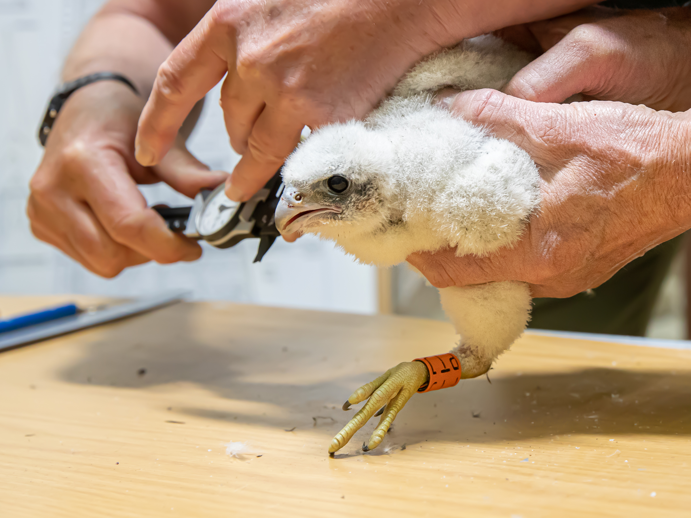 Peregrine Blog 13 May 2021