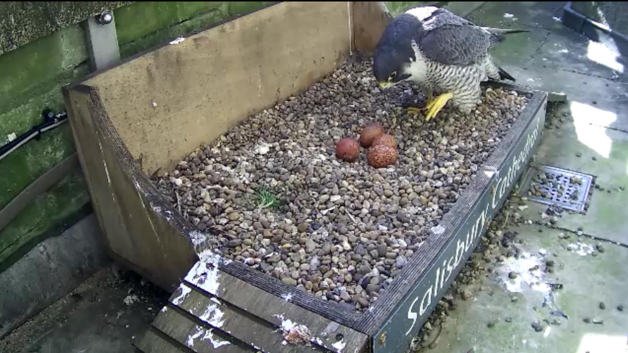 Peregrine Blog 1 2026